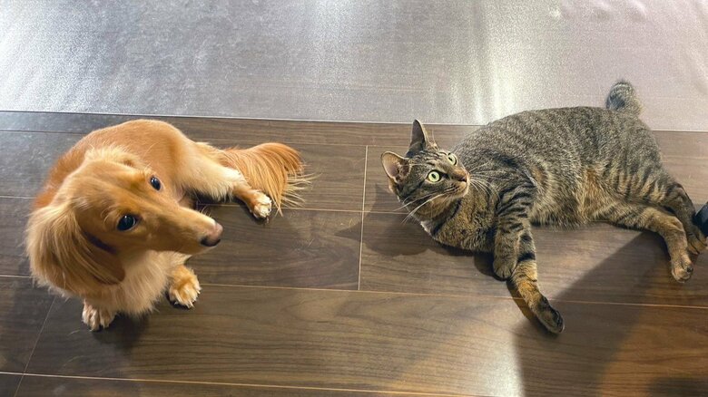 一緒の姿勢で眠ることも