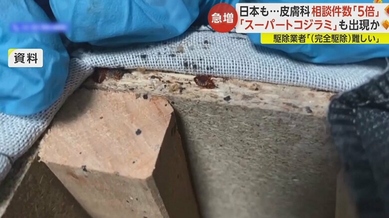 トコジラミは夜行性で、暗くて狭い、暖かい場所を好む。畳の下やカーテンレール、ベッドなどの隙間に潜む