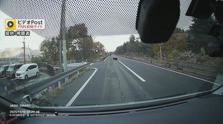 道路を横切るクマ（提供：視聴者）