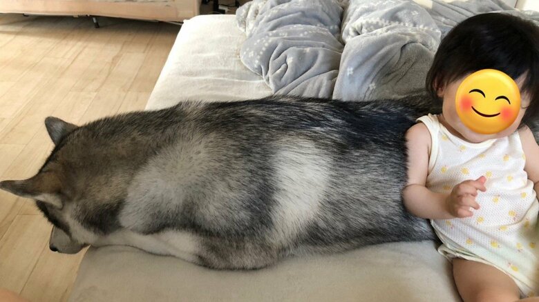 背もたれにされても動じない