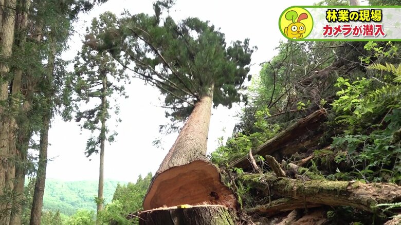 大きな音を立てて倒れるスギの巨木