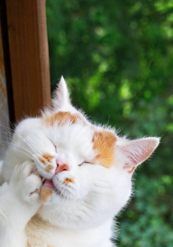 提供：MARCOさん