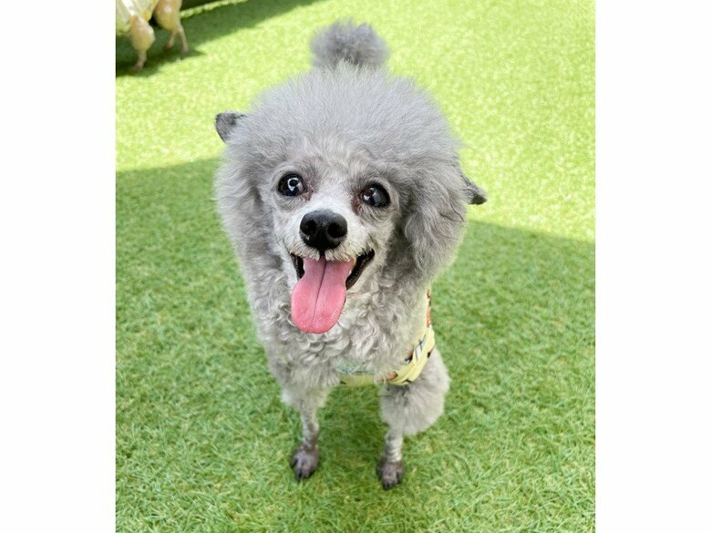 提供：とらめさん