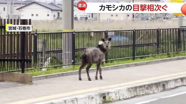 撮影者をうかがうカモシカ（FNN投稿サイト「ビデオPost」）（撮影：takatakaさん）