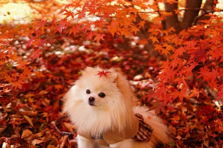 マリンちゃん（提供：愉快な3姉妹ポメラニアンさん）