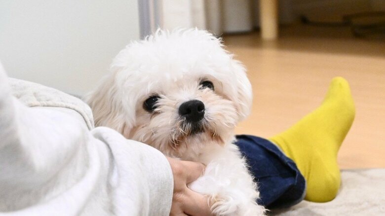 子犬時代のわむうくん