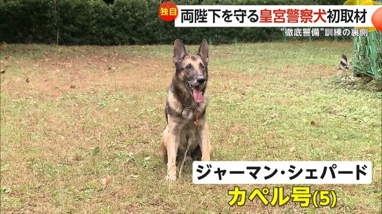 皇居警察犬のジャーマン・シェパードのカペル号（5）