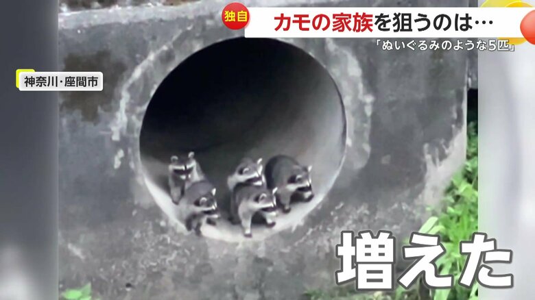 いつの間にか増えていたアライグマ（視聴者提供）