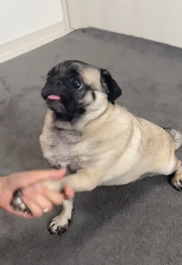 提供：ボンさん