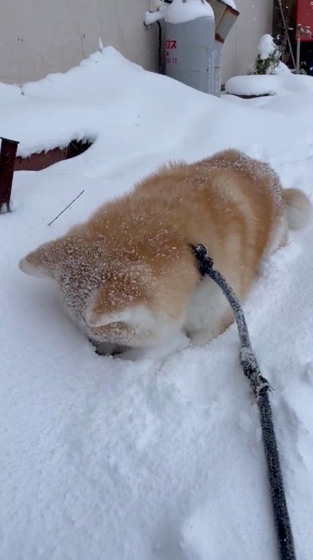 提供：秋田犬 五元(イモト)さん