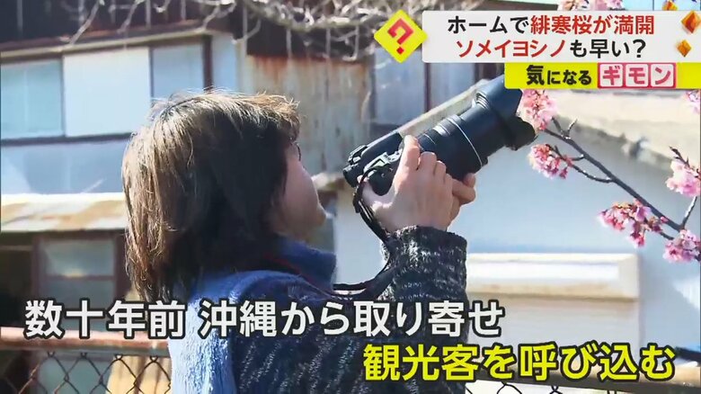 和歌山・JR那智駅で緋寒桜を撮影する人