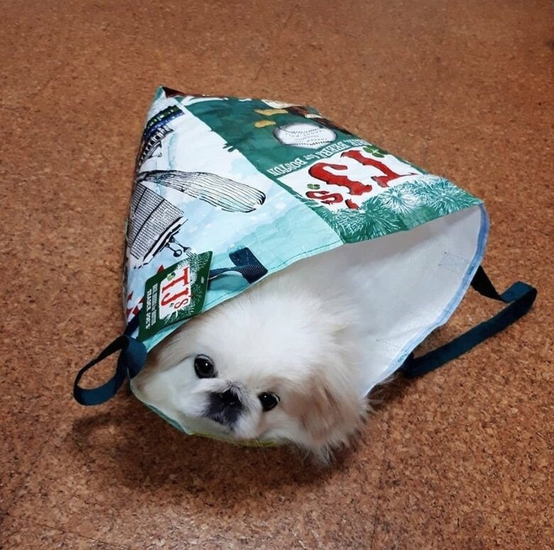 提供：うにたんさん