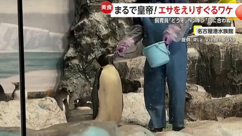 くわえるだけで、のみ込まないペンギン