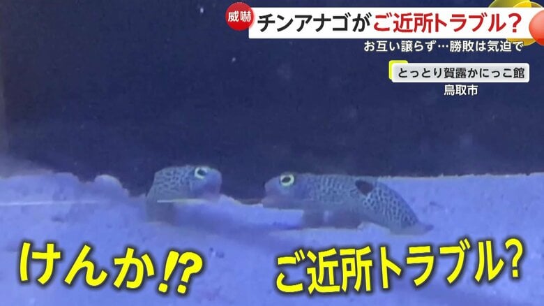 「なんだこのやろう」と言わんばかりに口を開け隣同士けんかする2匹