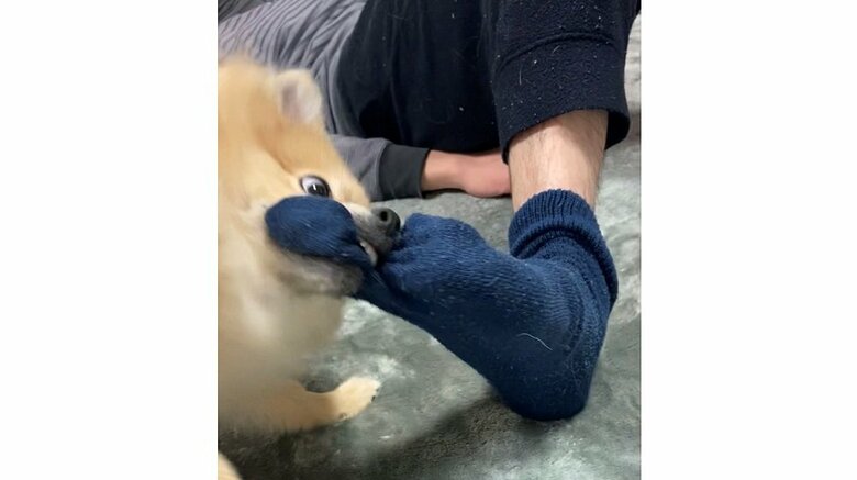 靴下を取ろうとするはちみつちゃん