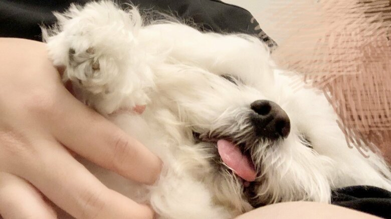 普段から表情豊か。わしゃわしゃにされているときの顔