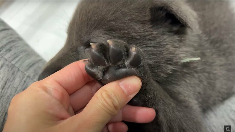 それでも、爪は野生を感じさせる