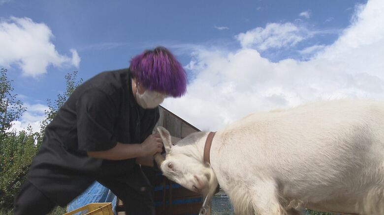 ヤギ親衛隊と遊ぶヤギ
