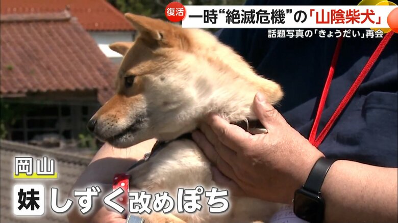 名前が「ぽち」に変わり、岡山県で暮らしている妹の「しずく」