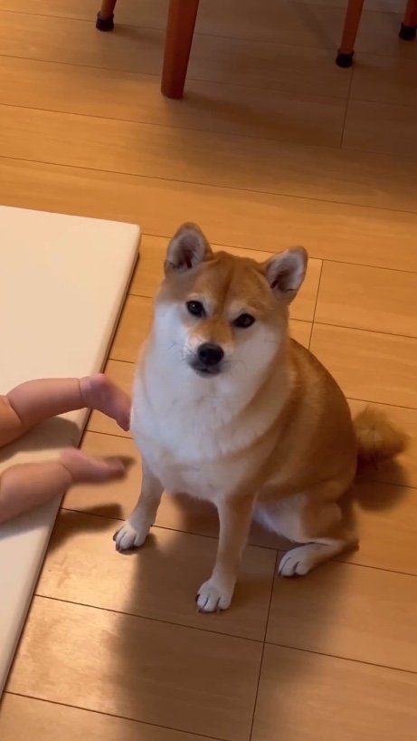 提供：柴犬　むぎさん