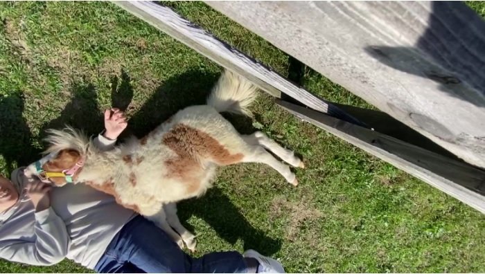 （提供：おひさま牧場）