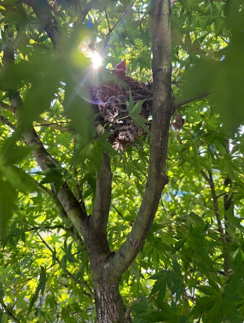 巣立ちの日に備えるヒナたち