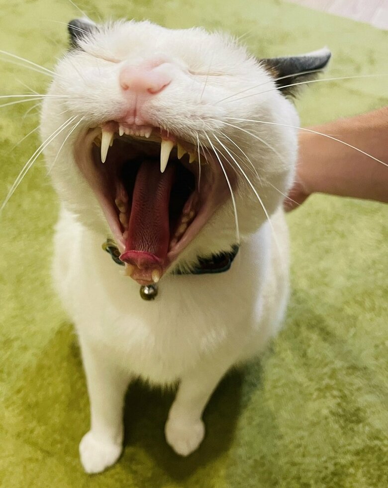 目をつむった瞬間のあくび（提供：つくね＆ひまりさん）