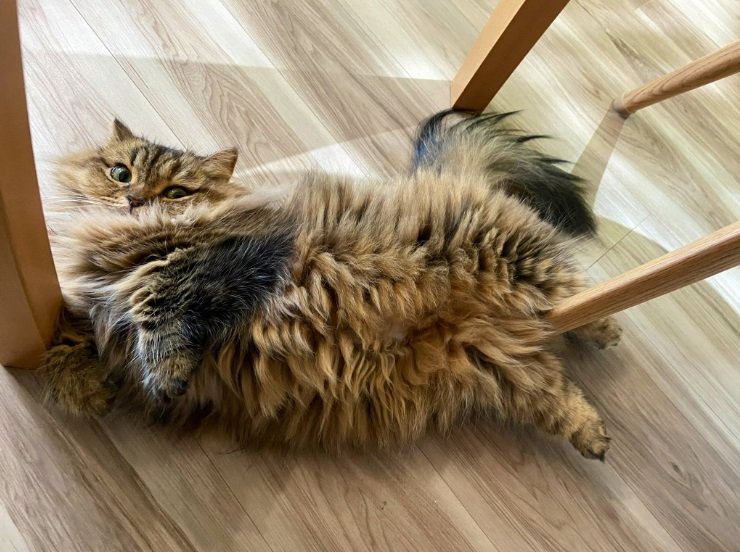 普段のかぶきちゃん