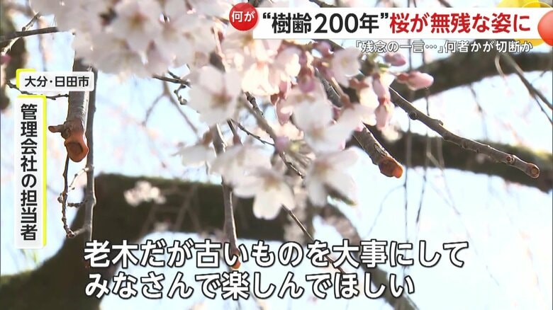 「すごく老木ではあるが、古いものを大事にして、みなさん楽しんでほしい」と話している管理会社の担当者