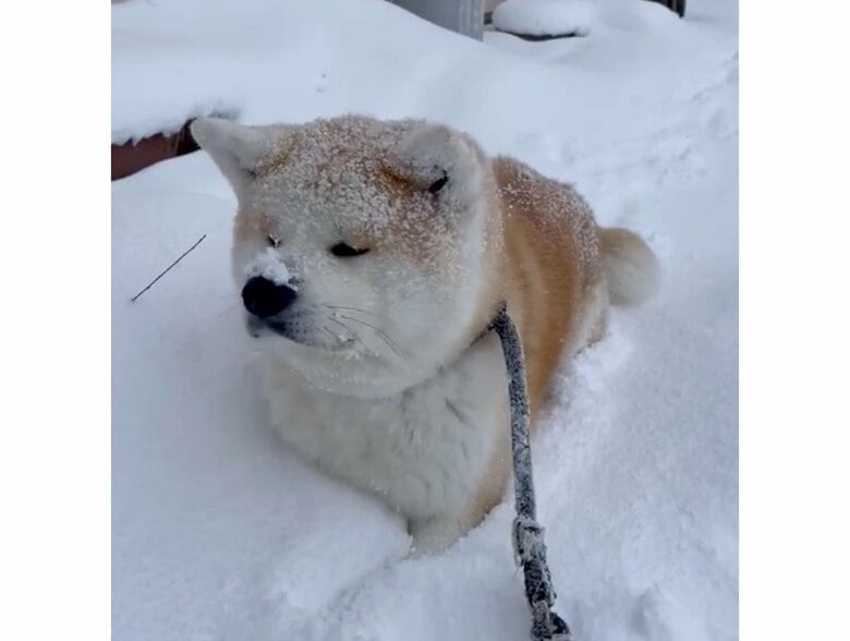 顔に雪が積もっている（提供：秋田犬 五元(イモト)さん）