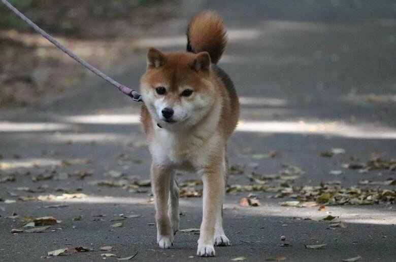 提供：Nerushibaさん