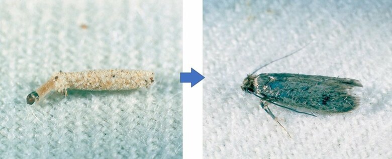 イガ（提供：エステー株式会社）