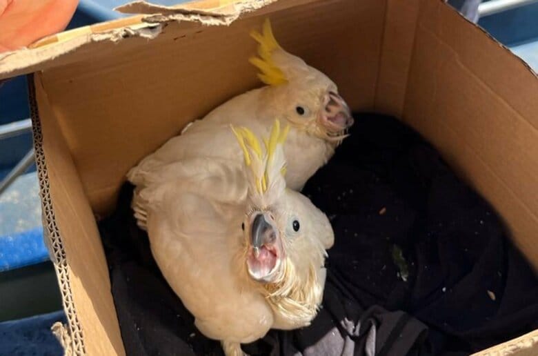 1300羽を超える鳥も押収された（インターポールHPより）