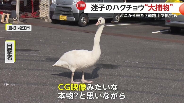 誘導された駐車場でも存在感を放つコブハクチョウ