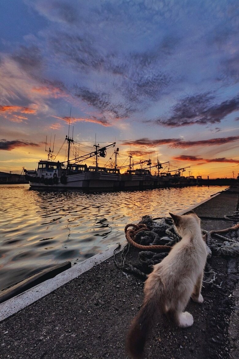 保護した日のつむぎちゃん　夕焼けを撮影しに行って出会った