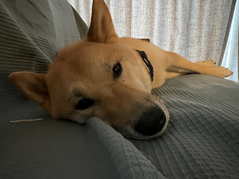 提供：柴犬まるやん日記さん