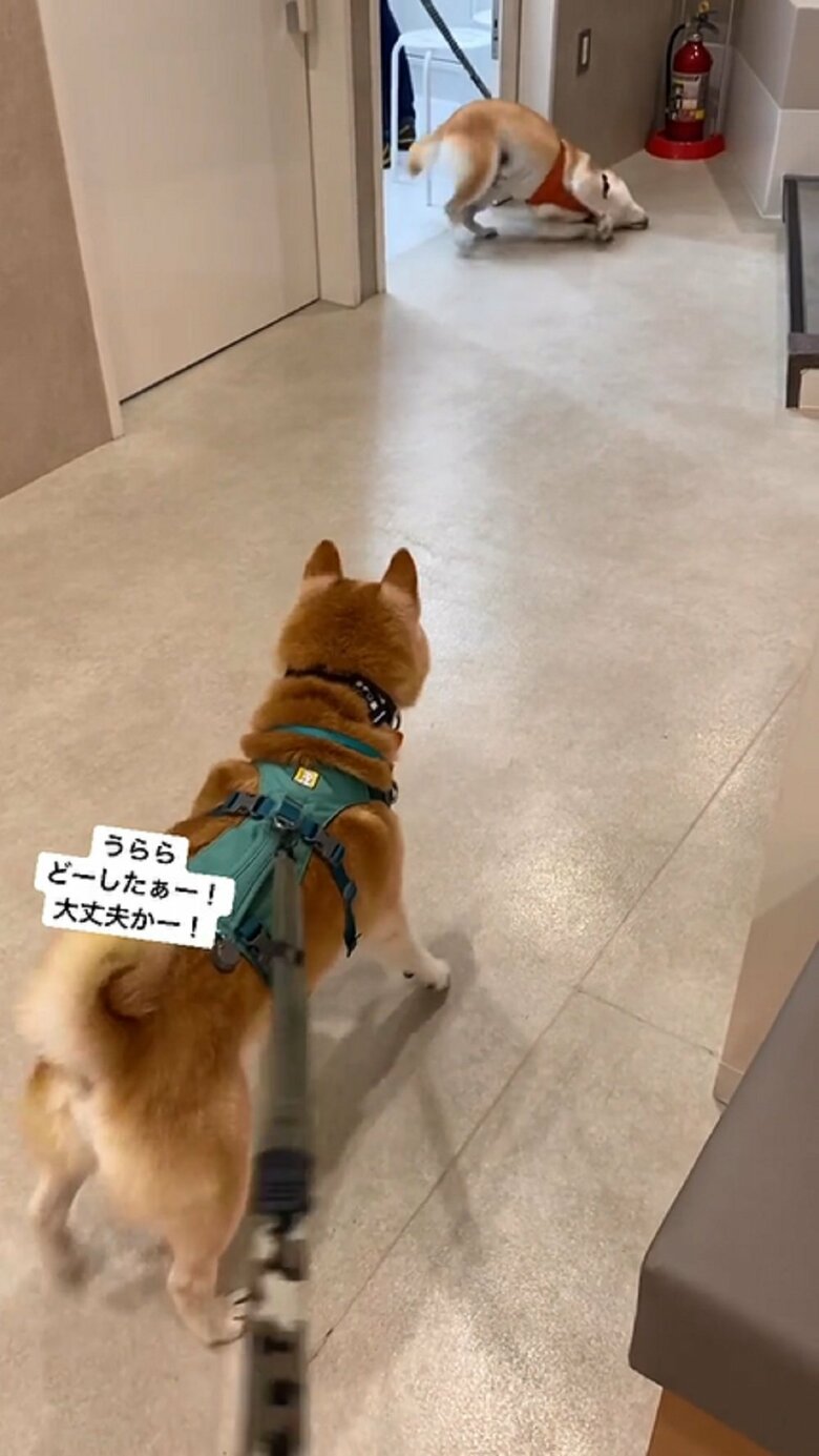 すごくクネクネするうららちゃん