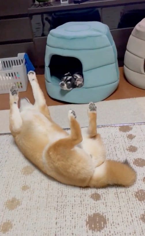 提供：うにさん