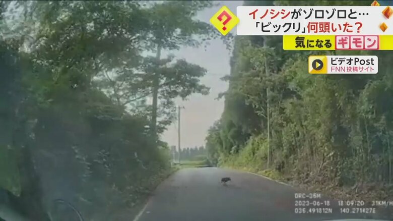 イノシシの群れが突然道路を横切る様子⑥