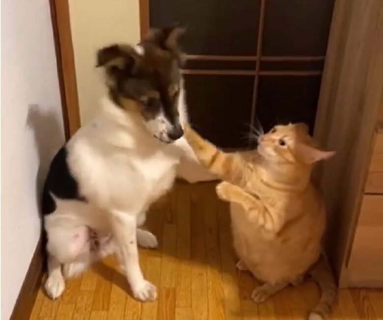 ケンカをすることもある