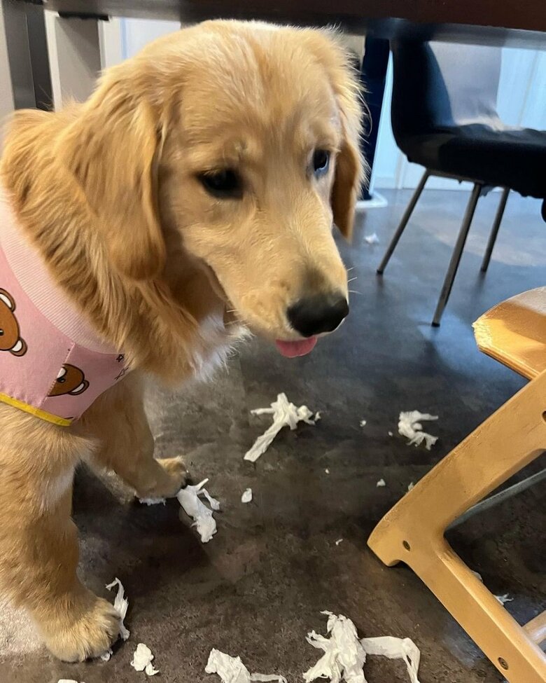 おてんばな女の子　いたずらが見つかってしまった…