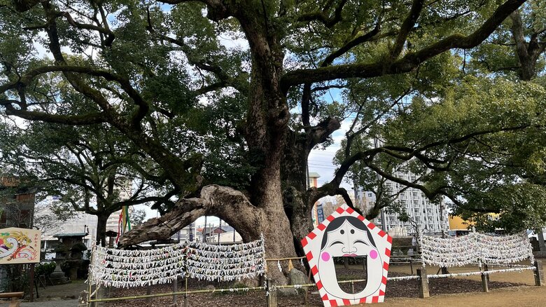 ご神木のクスノキは樹齢1200年を超える