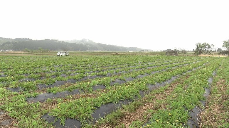 約2万本の日本タンポポを栽培している今野さんの畑（秋田・大仙市協和峰吉川）