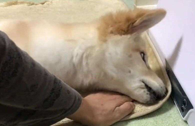 小さな頃、カーペットをかじるのを抑えようとすると