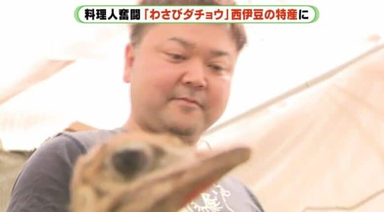 「わさびダチョウ」は西伊豆町の特産品に育つか