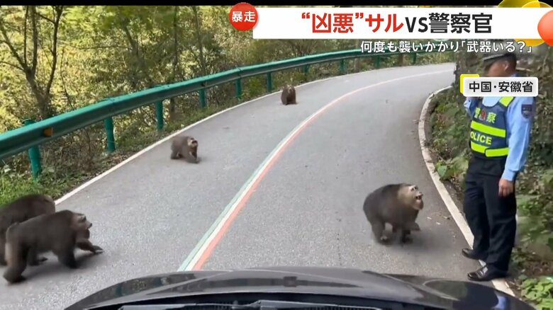 道路を占拠したサルの群れが警察官に襲い掛かる一部始終③