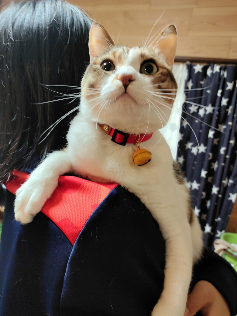 提供：nyaokoさん