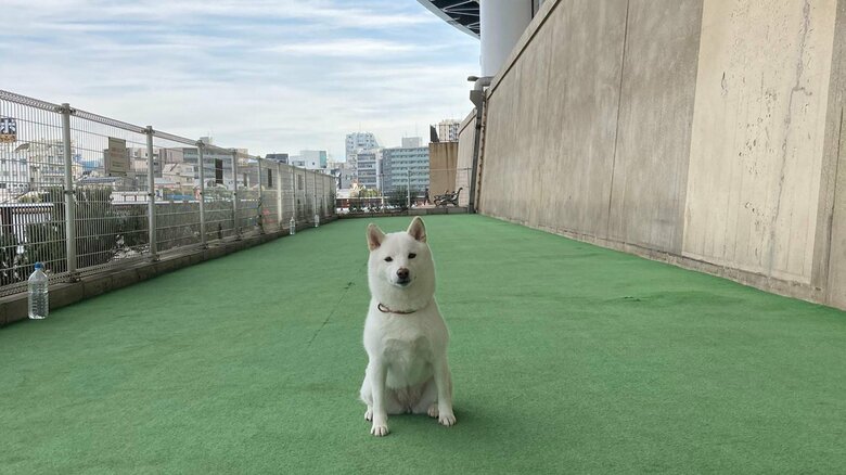 ドッグランなのに落ち着いている