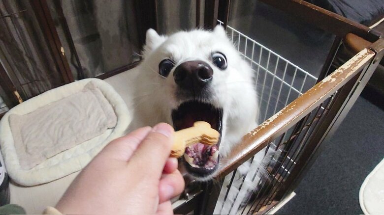 クッキー！