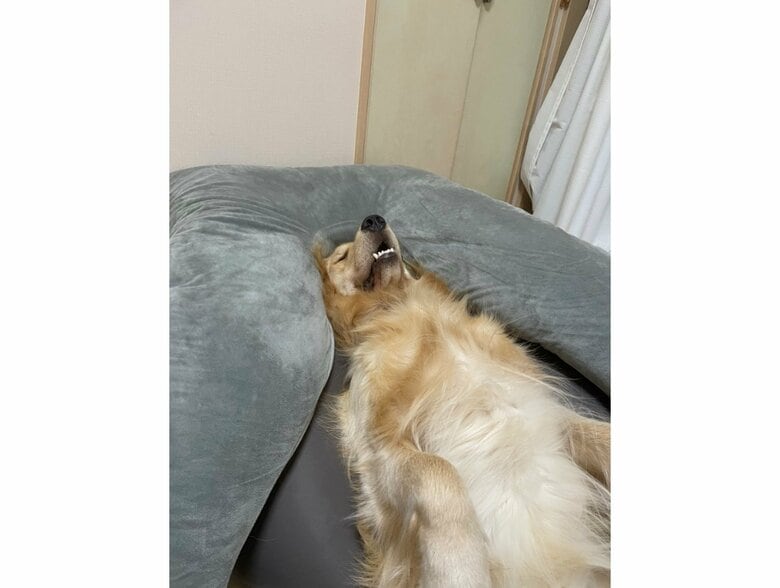 提供：イブ（ゴールデンレトリバー）さん